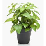 Hierbas aromáticas artificiales albahaca WHOOPI en maceta decorativa, verde, 23 cm