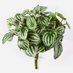Fittonia artificial JANDIRA, en vara de fijación, verde-blanco, 30cm