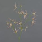 Rama artificial de Tweedia solanoides TOSAR, rosa-verde, 70 cm