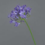 Agapanthus artificial PHILINA, lila, 75cm, Ø14cm
