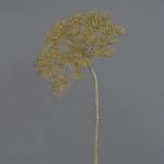 Flor Heracleum artificial ANSARI marrón, 80cm, Ø22cm