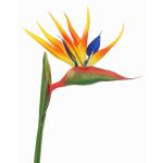Strelitzia artificial LATIFA, naranja-violeta, 90cm, 17x20cm