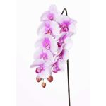 Orquídea Phalaenopsis artificial ENISA, rosa-blanco, 60cm, Ø7-8cm