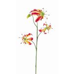 Gloriosa falsa TIANA, rosa-verde, 80cm, Ø8-15cm