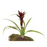 Guzmania artificial ANELY con flores, con vara de fijación, rojo, 40cm