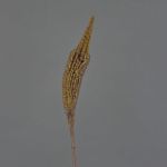 Bulbinella artificial TALUNA, marrón claro, 65cm, Ø6cm