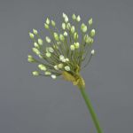Allium artificial KATYNA, crema, 70cm