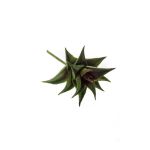 Astroloba spiralis artificial JOSÉ en vara de ajuste, verde-rojo, 12cm, Ø8cm