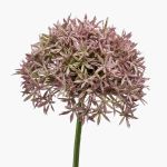 Allium artificial ARNAU, rosa, 60cm