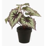 Begonia rex artificial MEIRA, verde-violeta, 25cm