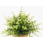 Eucalipto artificial JOSHUA en vara de ajuste, verde, 20cm, Ø17cm