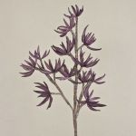 Rama de sedum artificial MOMOKA, morado oscuro, 110cm