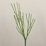 Euphorbia tirucalli artificial BENEDETTO, verde, 50cm