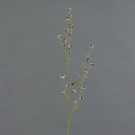 Stirlingia latifolia artificial COLLAN, blanco-negro, 85cm