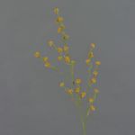 Stirlingia latifolia artificial COLLAN, naranja, 85cm