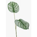 Rama falsa de calathea orbifolia TAMARIU, verde-blanco, 50cm