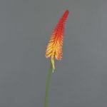 Kniphofia artificial MUNDAKA, rojo-naranja, 85cm