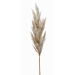 Rama falsa de hierba de la pampa con panícula BATERNO, crema, 90cm