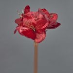 Amaryllis de terciopelo KIRSTY, rojo, 70cm, Ø9cm