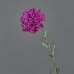 Clavel artificial NIRUSHA, violeta, 65cm