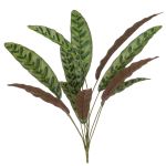 Calathea Makoyana WIDO en palo, verde-rojo burdeos, 70cm