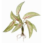 Calathea Ornata artificial ASAGI, con varilla, raíces, verde-rojo, 40cm