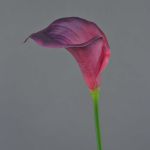 Calla artificial DAISCHI, rojo burdeos, 70cm