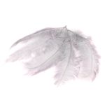 Decoración natural Plumas de avestruz PIPPIN, 5 unidades, gris claro, 55-70 cm