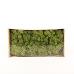 Auténtico musgo islandés SVEINBJÖRN, verde prado, 500g