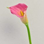 Alcatraz artificial TALEA, rosa, 65cm, 9x11cm