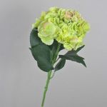 Hortensia falsa ANGELINA, crema-verde, 70cm, Ø23cm