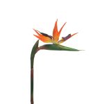 Flor decorativa de Strelitzia DONGLIN, naranja-morado, 85cm