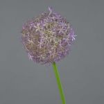 Flor de Allium artificial SAMARA, lila, 75cm, Ø12cm