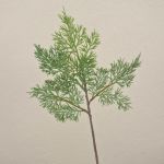 Rama decorativa de cedro BALTHILDE, verde, 40 cm