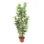 Árbol bambú plástico HIMARI, tronco natural, tiesto, verde, 225cm