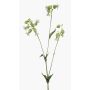Rama artificial de silene PRANVERA con flores, blanco-verde, 80 cm