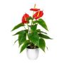Flor artificial flamingo PLOVIR en maceta decorativa, raíces, rojo, 40 cm