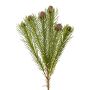 Rama decorativa Protea KROLI, marrón-verde, 50 cm