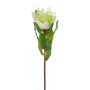 Flor decorativa protea real WANBA, blanca, 50 cm