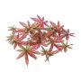 Hoja decorativa de arce japonés FANTIN, 24 unidades, verde-rosa, Ø7-9 cm