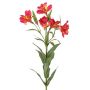 Rama decorativa Alstroemeria AUBERTA, fucsia-amarilla, 75cm, Ø6cm