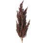 Rama decorativa de sorgo WADDY con espigas, rojo oscuro, 80 cm