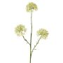 Rama decorativa Allium ALIKIO, blanca, 65 cm, Ø 6,5 cm