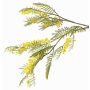 Rama decorativa de mimosa BRANAU con flores, amarilla, 80cm, Ø0,5cm