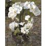 Orquídea Phalaenopsis artificial WALLBURGA en jarrón de cristal, blanco, 80cm