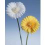 Flor artificial Gerbera SABRINA, blanco, 65cm