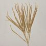 Rama de cedro artificial THEOBALD, brillo, oro, 60cm