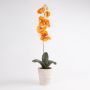 Orquídea Phalaenopsis falsa TAMIA, maceta de arcilla, naranja-amarillo, 50cm