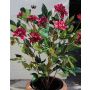 Arbusto de dalia artificial TANYA en vara de fijación, rojo, 110cm