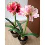 Amaryllis artificial DIXIE, maceta de terracota, rosa-verde, 65cm, Ø14-20cm